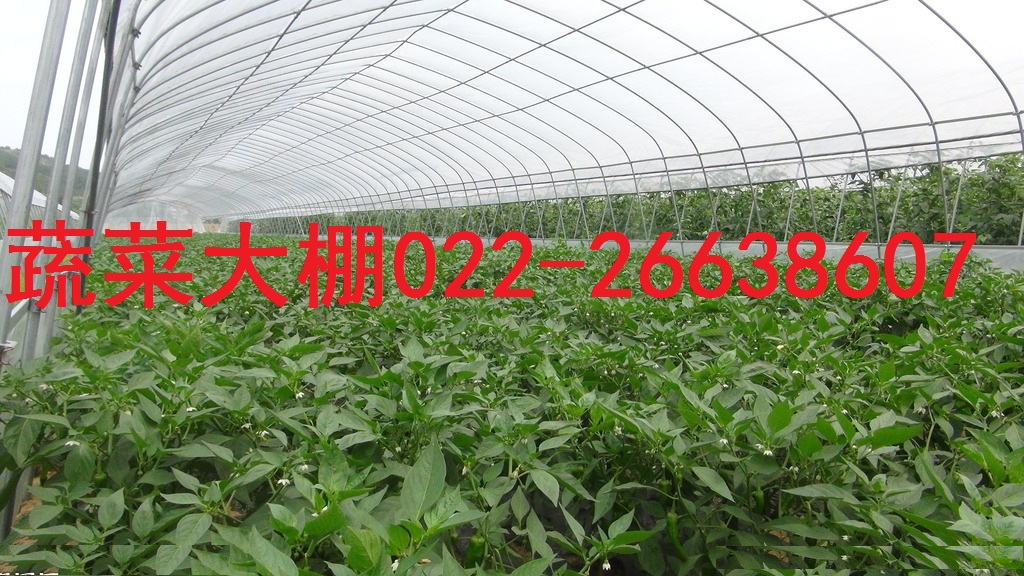 1大棚u.jpg